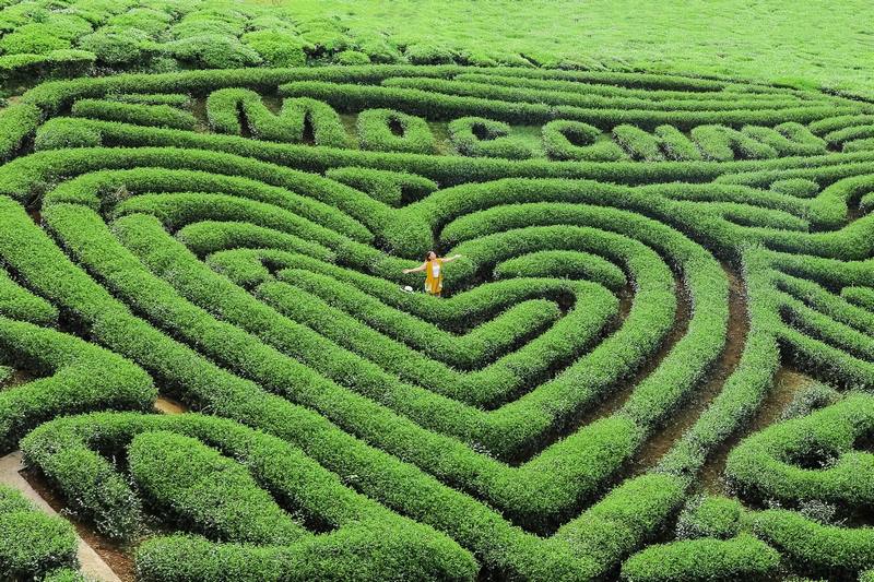 Đồi chè trái tim Mộc Châu