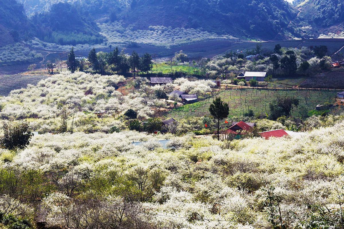 Thung lũng mận Nà Ka