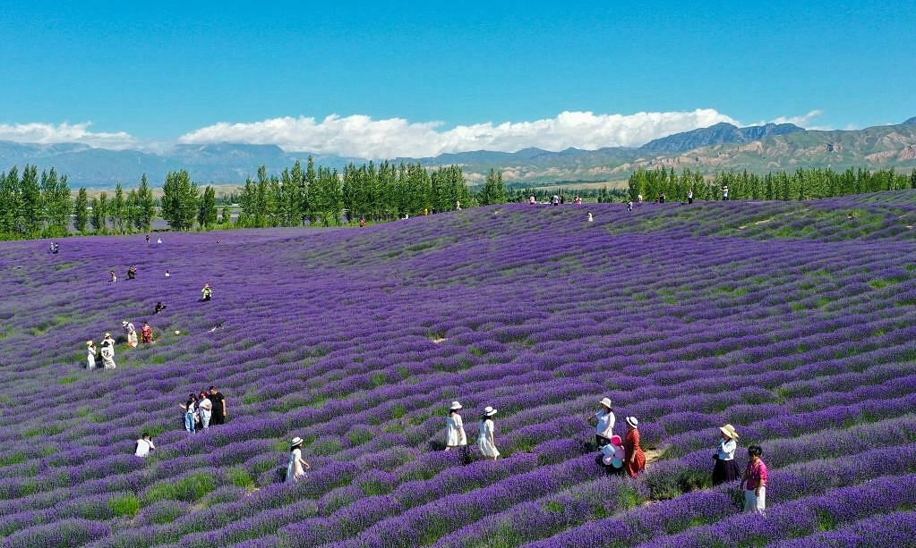 Cánh Đồng Hoa Oải Hương